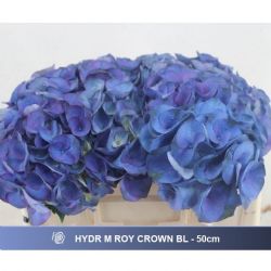 İthal Hydrangea M Roy Crown Blue (Ortanca-5 dal-50cm)