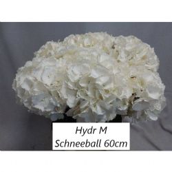  İthal Hydrangea M Schneeball (Ortanca-5 dal-60 cm)