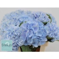  İthal Hydrangea M Verena Bl (Ortanca - 5 dal-80cm)