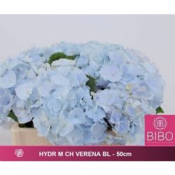  İthal Hydrangea M Verena Blue (Ortanca-5 Dal-50 cm)