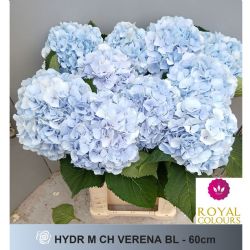  İthal Hydrangea M Verena Blue (Ortanca-5 Dal-60 cm)