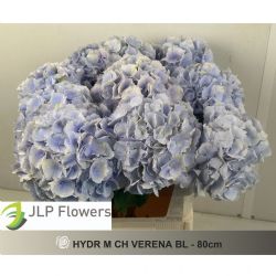  İthal Hydrangea M Verena Blue (Ortanca-5 Dal-80 cm)