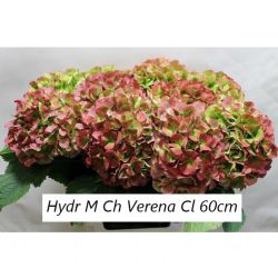  İthal Hydrangea M Verena Classic (Ortanca-5 Dal-60 cm)
