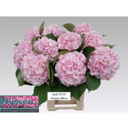  İthal Hydrangea Macr Verena (Ortanca-5 dal-80cm)