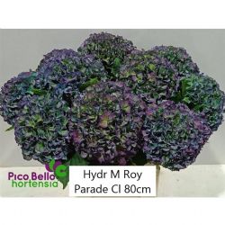  İthal Hydrangea Parade Classic (Ortanca-5 dal-80cm)