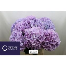  İthal Hydrangea Royal Benefit (Ortanca-5 dal-60cm)