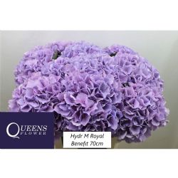  İthal Hydrangea Royal Benefit (Ortanca-5 dal-70cm)