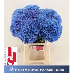  İthal Hydrangea Royal Parade (Ortanca-5 dal-60cm)