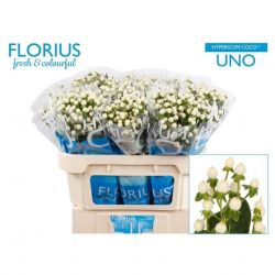  İthal Hypericum Coco 60 cm Uno (10 dal)