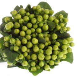  İthal Hypericum Coco Bamboo 50 cm (10 dal)