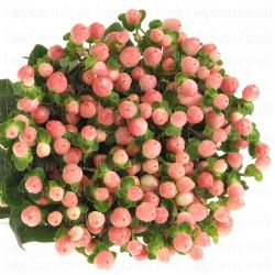 İthal Hypericum Coco Casino 40cm (10 dal)