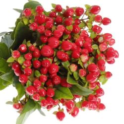  İthal Hypericum Coco Rio 50 cm (10 dal)