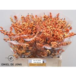  İthal İlex İlexia Julia (10 dal-60 cm)
