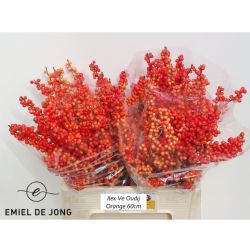  İthal İlex Oudijks Orange (10 dal-60cm)