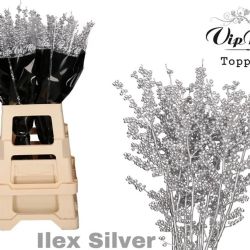  İthal İlex Silver (10 dal-70 cm)