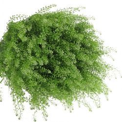  İthal Lepidium Green Bell (25 dal-80cm)