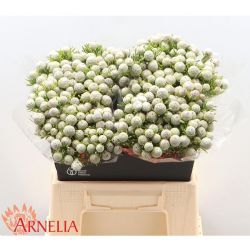  İthal Leucadendron Jade Pearl (10dal-40cm)