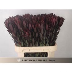  İthal Leucadendron Safari Sunset (70cm-10 Dal)