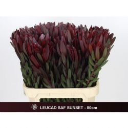  İthal Leucadendron Safari Sunset (80cm-10 Dal)