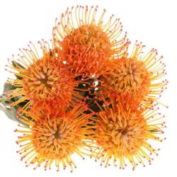  İthal Leucospermum Ayoba Sun (5dal-40cm)