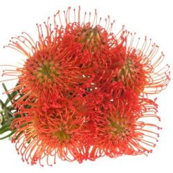  İthal Leucospermum Co Succession (10 Dal - 60 cm)