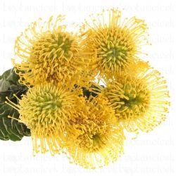  İthal Leucospermum Nut High Gold (5dal-40cm)