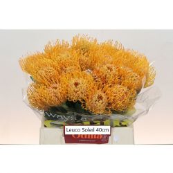  İthal Leucospermum Soleil (5 dal-40cm)