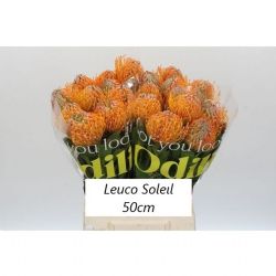  İthal Leucospermum Soleil (5 dal-50cm)