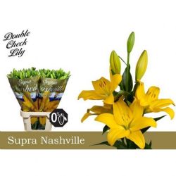  İthal Lilium La Nashville (10dal-90cm)
