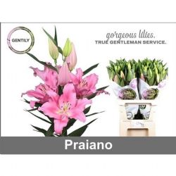  İthal Lilium Or Catemaco (10dal-85 cm)