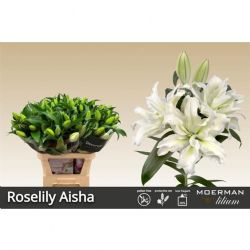  İthal Lilium Or Du Rı Aisha (10 dal - 90cm)