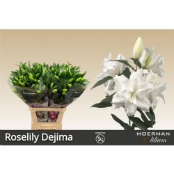  İthal Lilium Or Du Rl Dejima (Lilyum-10dal-95 cm)