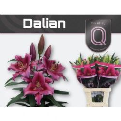  İthal Lilium Ot Dalian (Kazablanka-10dal-100 cm)