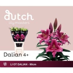  İthal Lilium Ot Dalian  XL (Kazablanka-10dal-95 cm)