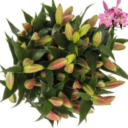  İthal Lilium OT Maldano (Kazablanka-10 dal-100 cm)