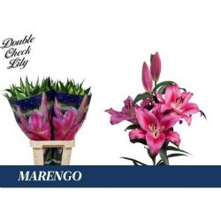 İthal Lilium Ot Marengo (Kazablanka-10dal-100 cm)