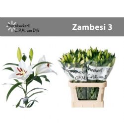  İthal Lilium Ot Zambesi (Beyaz Kazablanka-10dal-90cm) KÜÇÜK