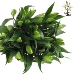  İthal Lilium Ot Zambesi (Beyaz Kazablanka-10dal-95cm)
