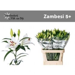 İthal Lilium OT Zambesi (Beyaz Kazablanka-10dal-95cm)