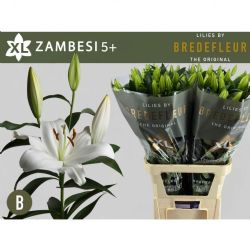  İthal Lilium Ot Zambesi  XL (Beyaz Kazablanka-10dal-100cm)