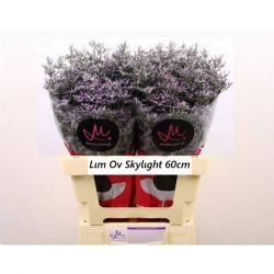  İthal Limonium Ov Skylight (25 dal-60 cm)