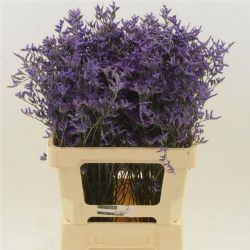  İthal Limonium Saf Dark Blue (25 dal-70 cm)