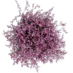  İthal Limonium Saf Lilac (25 dal-60cm)