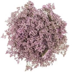  İthal Limonium Saf Oshi Pink (25 dal-50 cm)