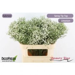  İthal Limonium Sin Tip Top (25 dal-60 cm)