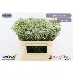  İthal Limonium Sin Tip Top (25 dal-70 cm)
