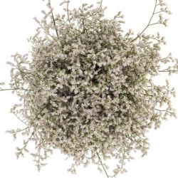  İthal Limonium Sin White Neto (25dal-60cm)