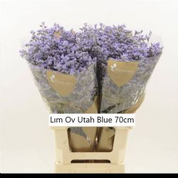  İthal Limonium Utah Blue (25 dal-70 cm)