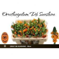  İthal Ornithogalum Db Sunshine (10dal-50cm)