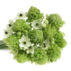  İthal Ornithogalum Saundersıae (Ornit-10dal-90 cm)